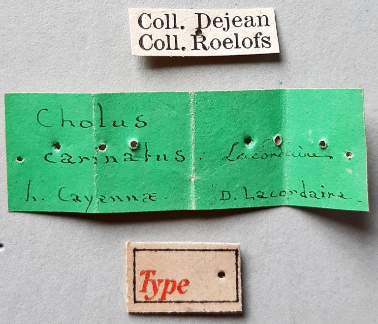 Cholus carinatus Ht labels