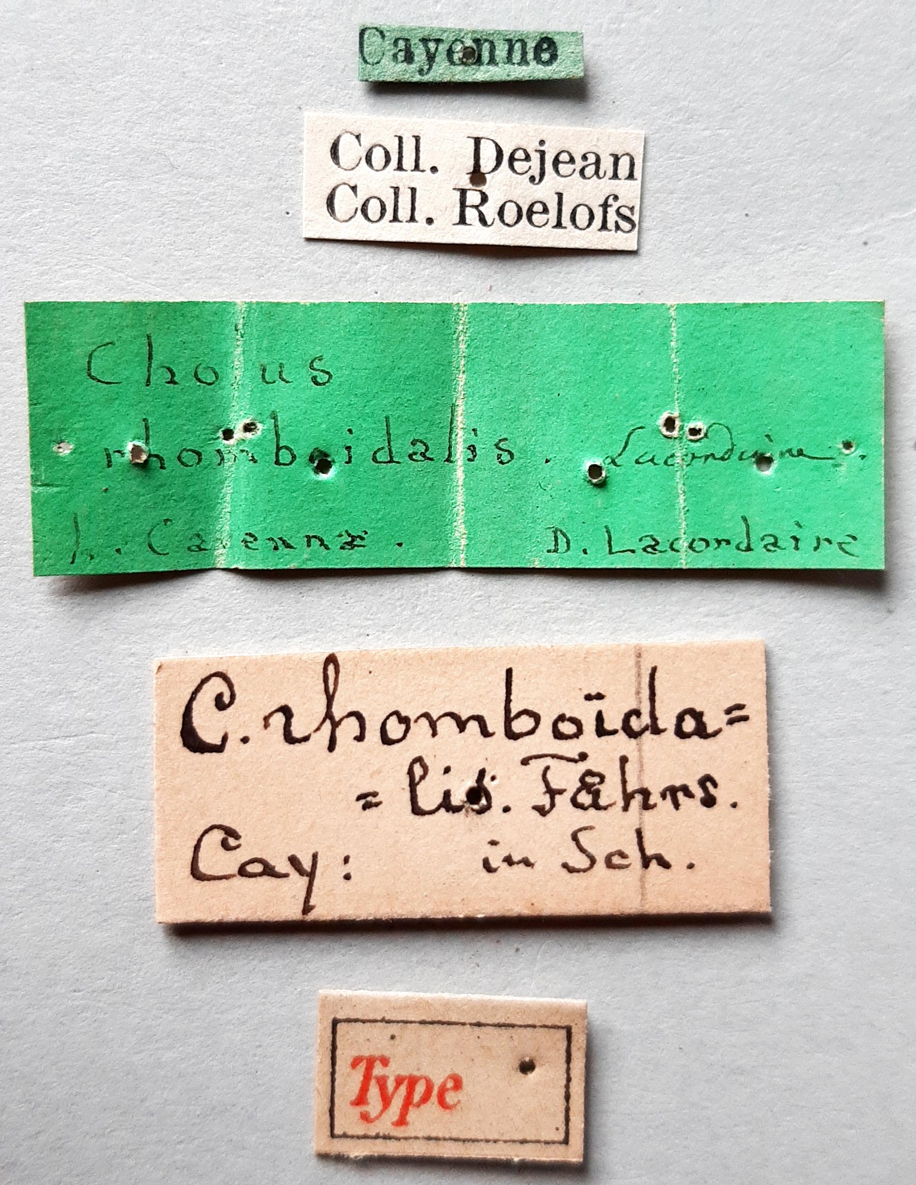 Cholus rhomboidalis Ht labels