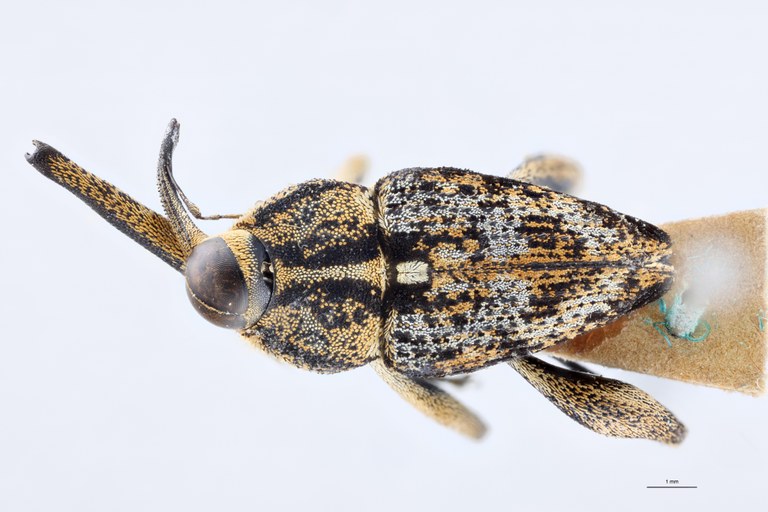 Mecopus ambonensis M T D.jpg