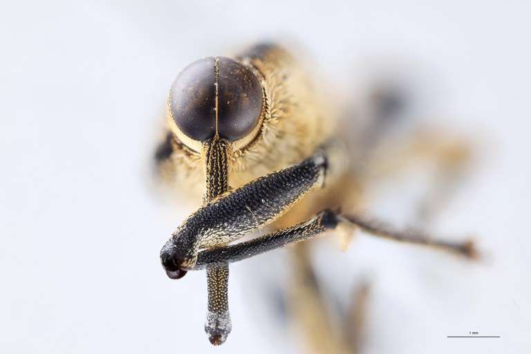Mecopus ambonensis M T F.jpg