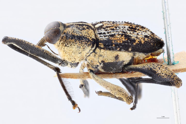 Mecopus ambonensis M T L.jpg
