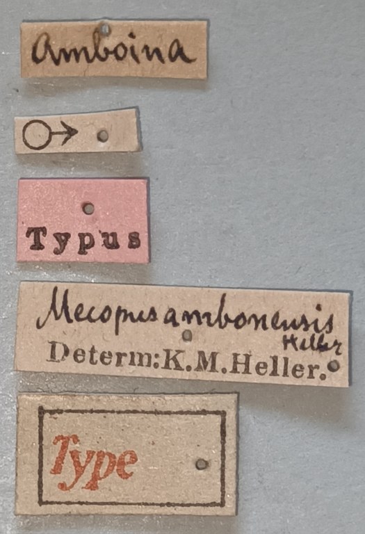 Mecopus ambonensis M T Labels.jpg
