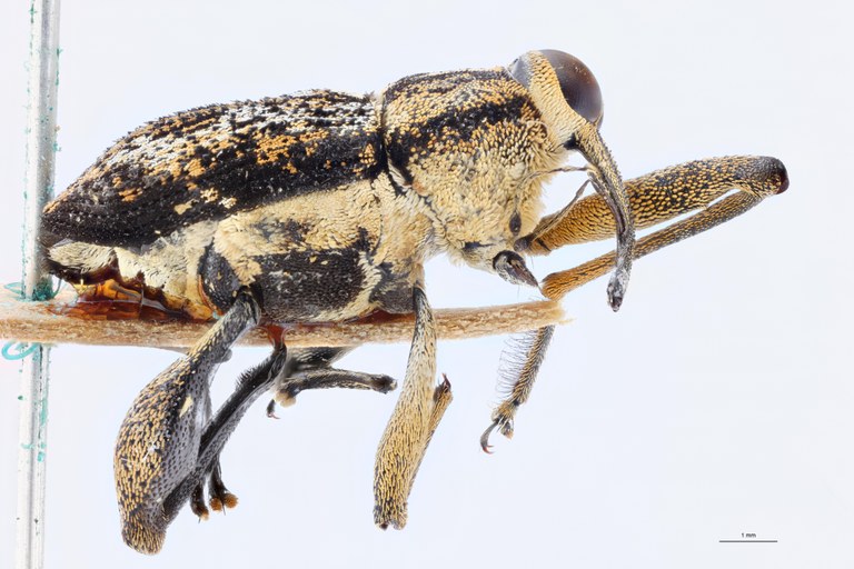 Mecopus ambonensis M T LR.jpg