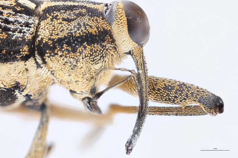 Mecopus ambonensis M T Prosternum-L.jpg