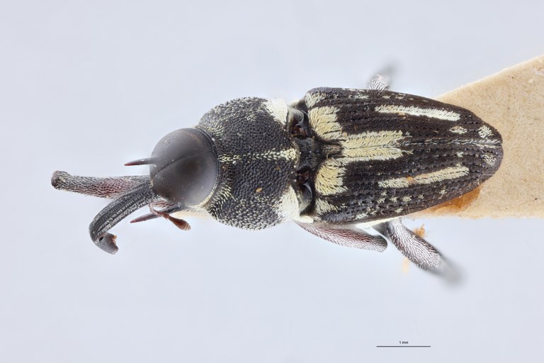 Mecopus fausti M T D.jpg