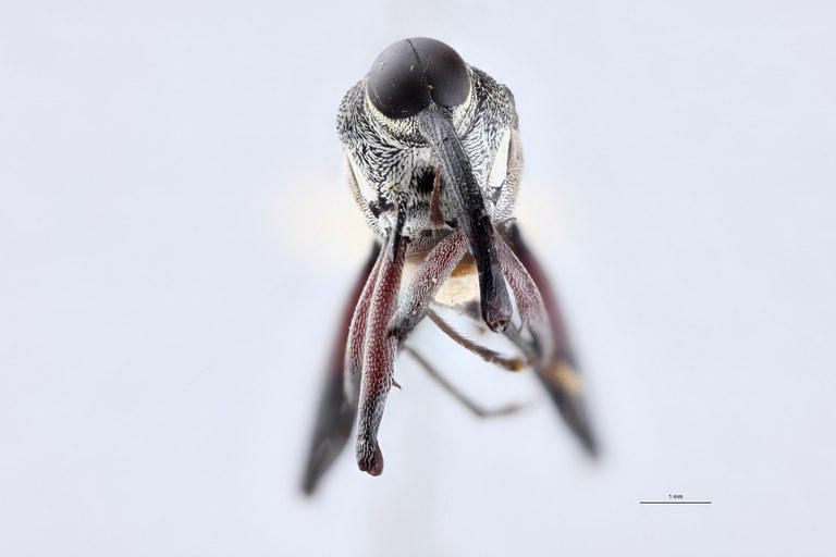 Mecopus fausti M T F.jpg