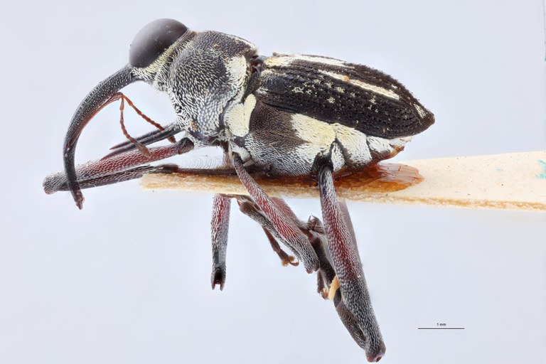Mecopus fausti M T L.jpg