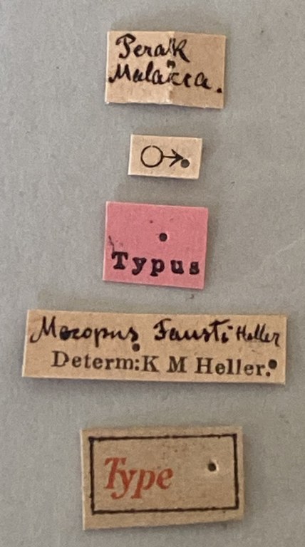 Mecopus fausti M T Labels.jpeg