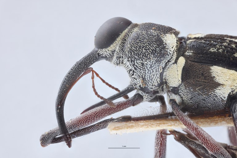 Mecopus fausti M T Prosternum-L.jpg