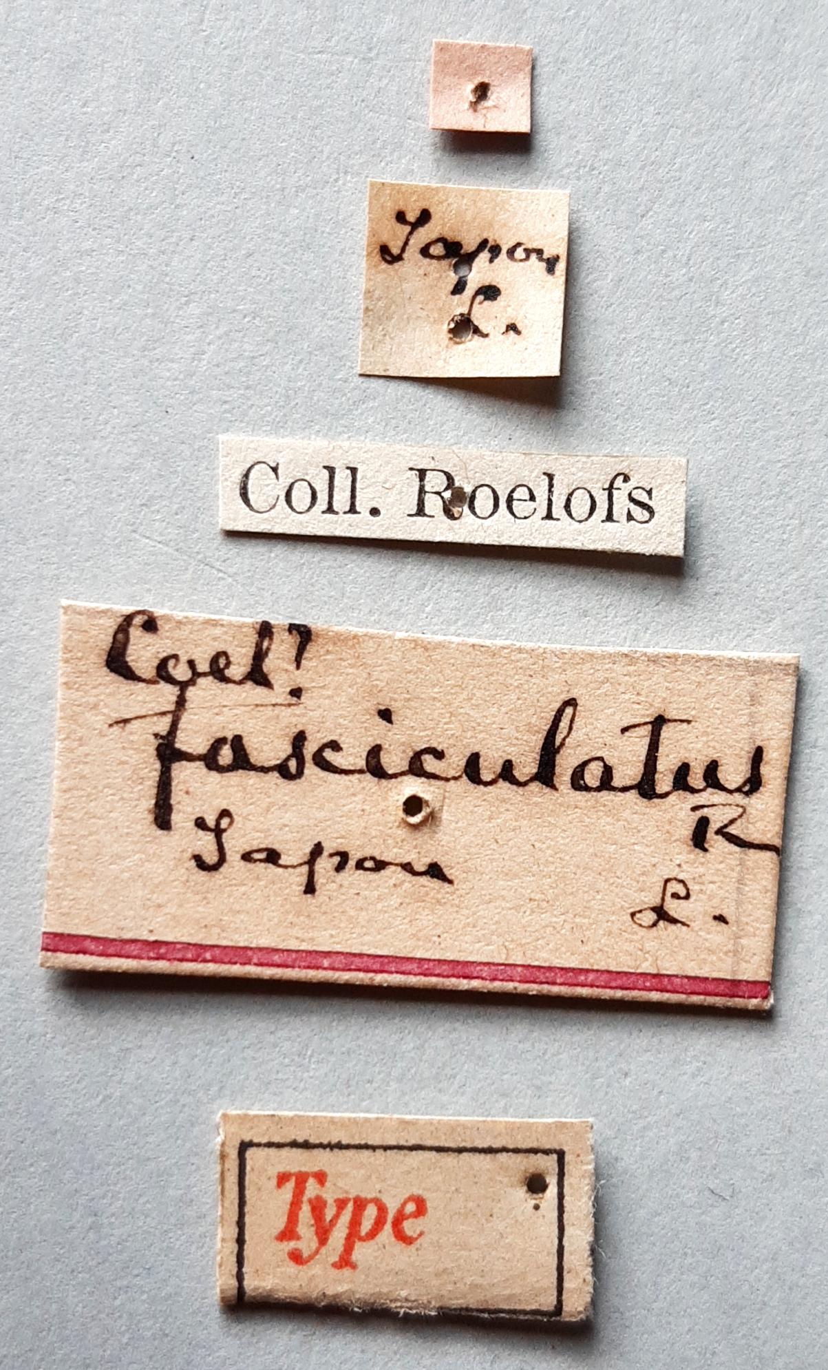 Coelosternus fascicularis Ht labels
