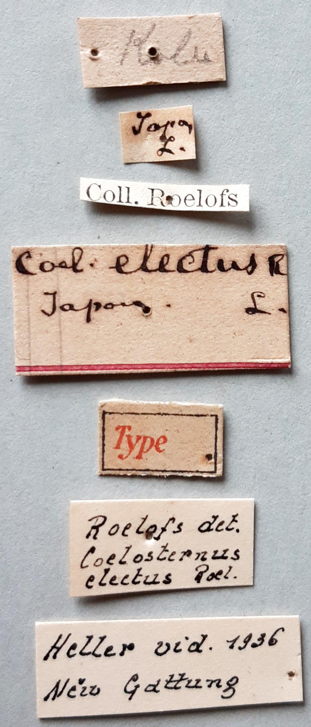 Coelosternus electus Ht labels