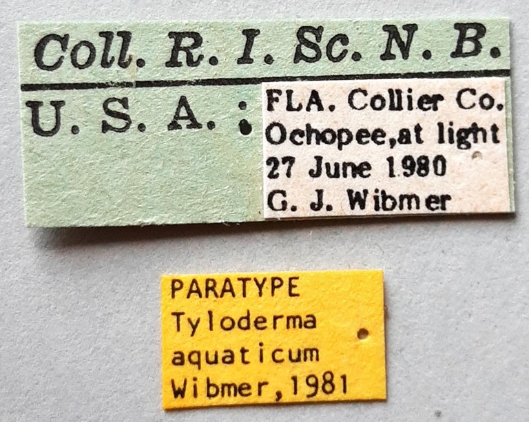 Tyloderma aquaticum Pt labels