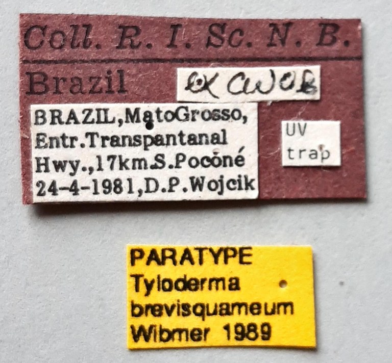 Tyloderma brevisquameum Pt labels