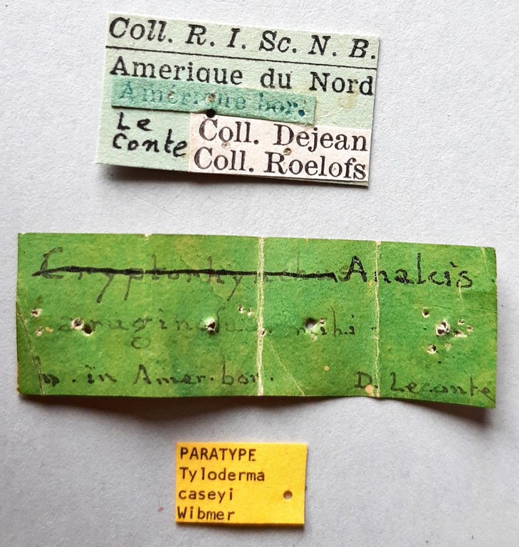 Tyloderma caseyi Pt labels