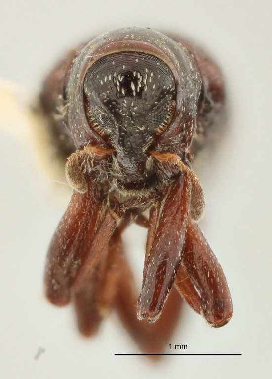 Tyloderma elongatum Pt F