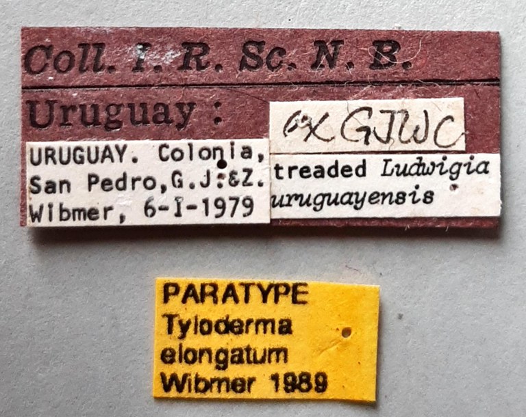 Tyloderma elongatum Pt labels