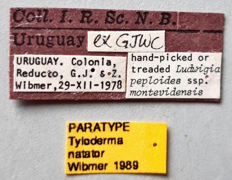 Tyloderma natator Pt labels