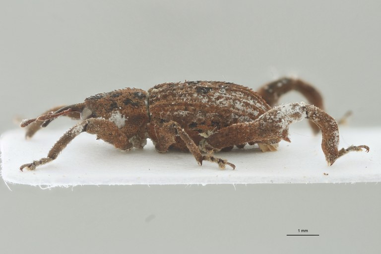 Camptorhinus maculatus Pt L