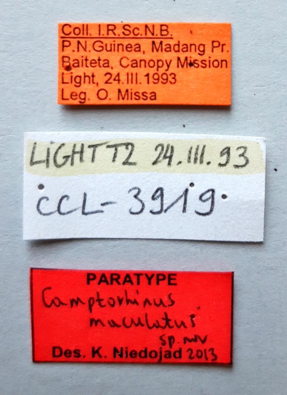 Camptorhinus maculatus Pt labels