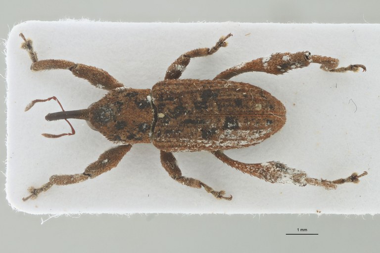 Camptorhinus maculatus Pt D