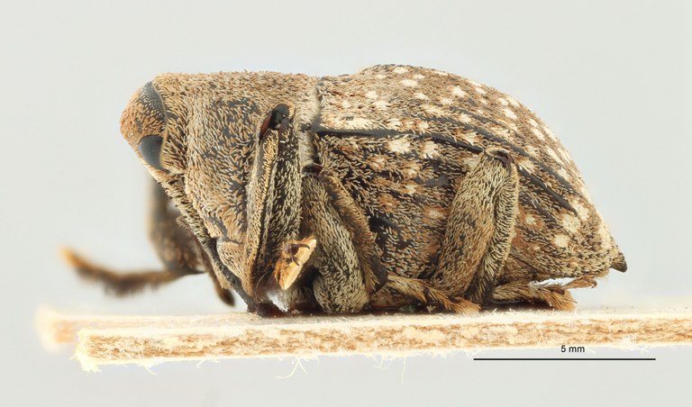 Rhynchodes alboguttatus Lt L