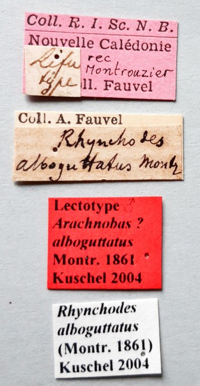 Rhynchodes alboguttatus Lt labels