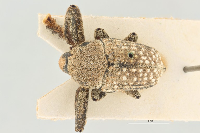 Rhynchodes alboguttatus Lt D