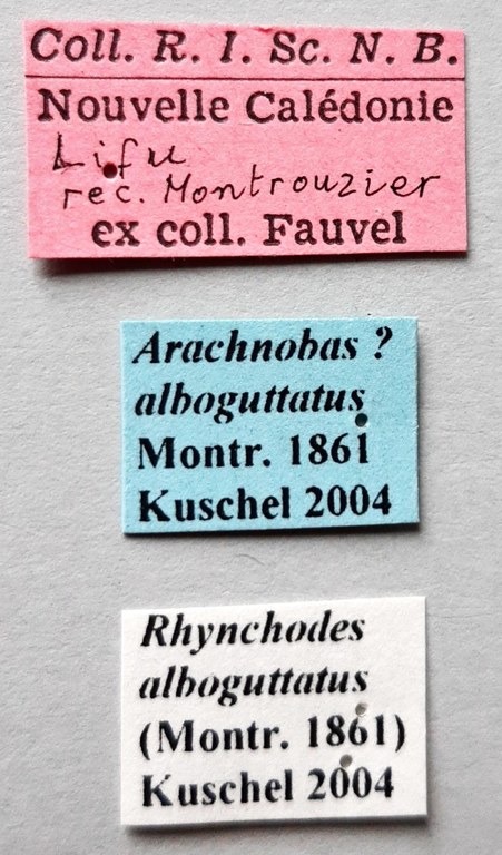 Rhynchodes alboguttatus Plt labels