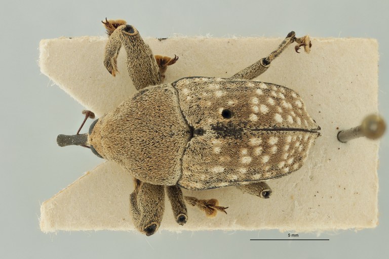 Rhynchodes alboguttatus Plt D