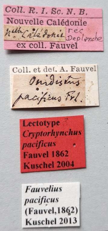 Cryptorhynchus pacificus Lt labels