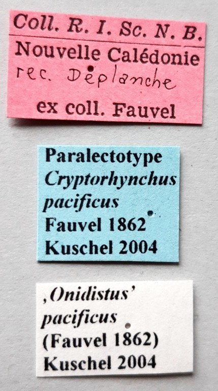 Cryptorhynchus pacificus Plt labels