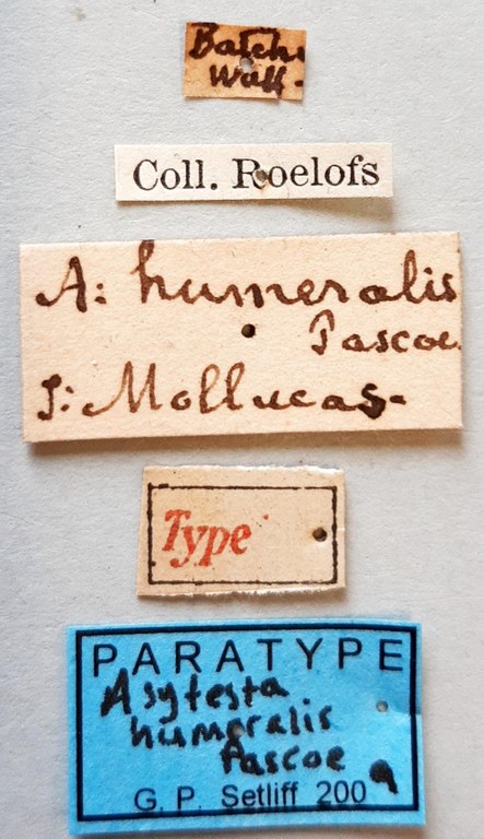 Asytesta humeralis Pt labels
