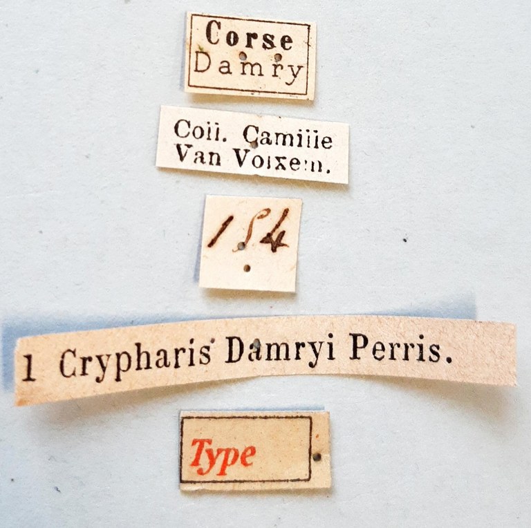 Crypharis damryi t labels