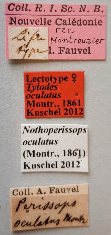 Tylodes oculatus Lt labels