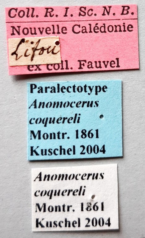 Anomocerus coquereli Plt labels