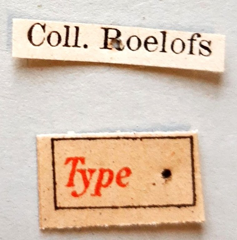Colobodes ornatus Ht labels