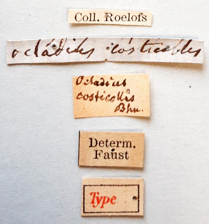 Ocladius costicollis t labels