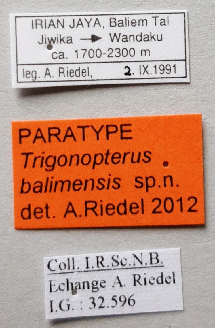 Trigonopterus balimensis Pt labels