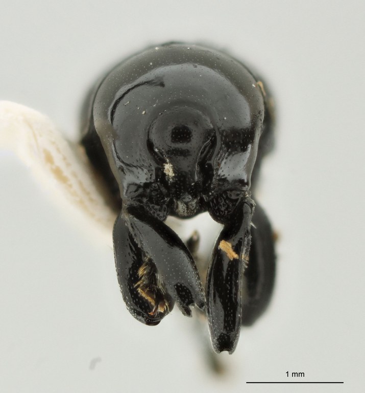 Trigonopterus durus Pt F