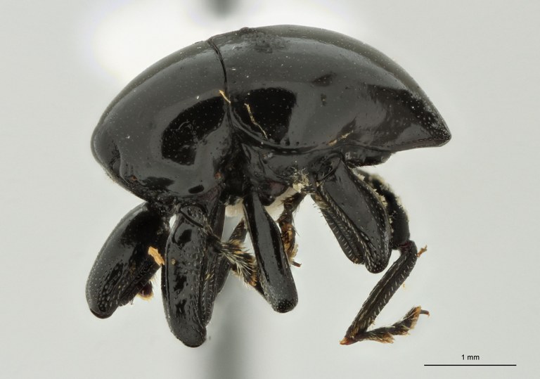 Trigonopterus durus Pt L