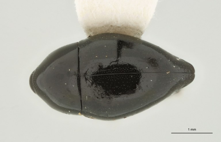 Trigonopterus durus Pt D