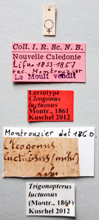 Cleogonus luctuosus Lt labels