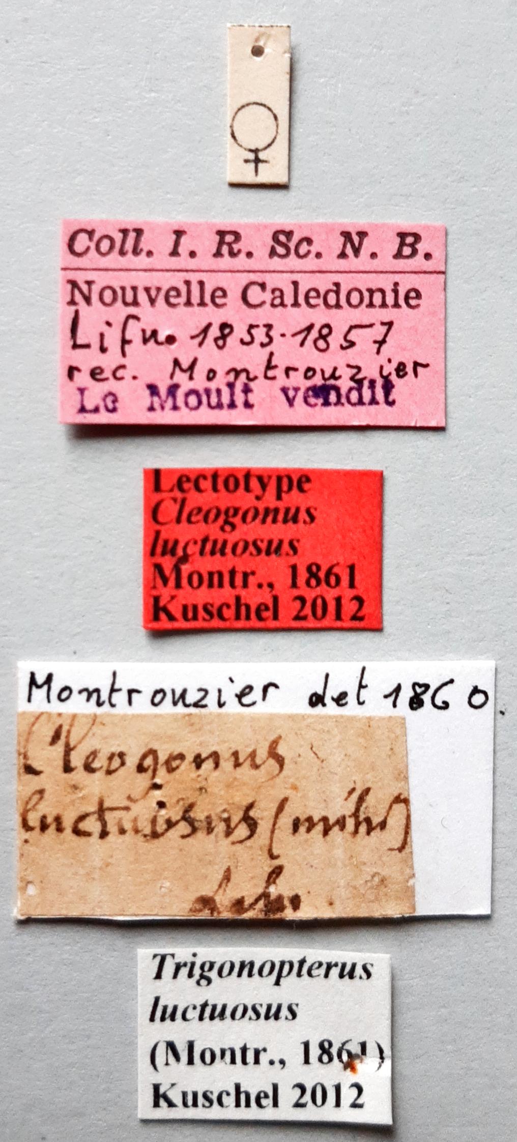 Cleogonus luctuosus Lt labels