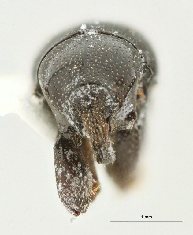 Trigonopterus monticola Pt F