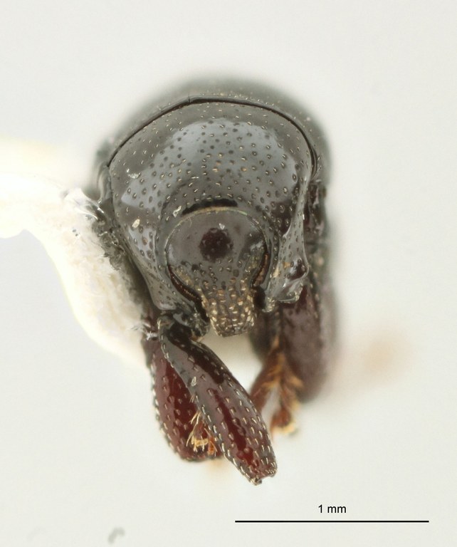 Trigonopterus vandekampi Pt F