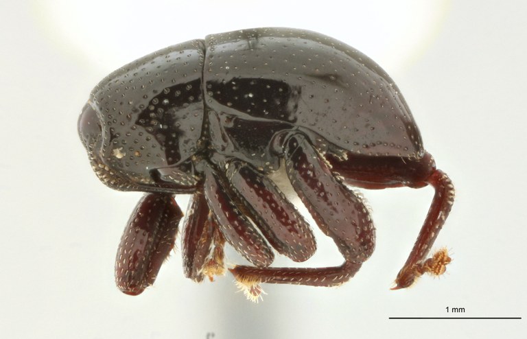 Trigonopterus vandekampi Pt L