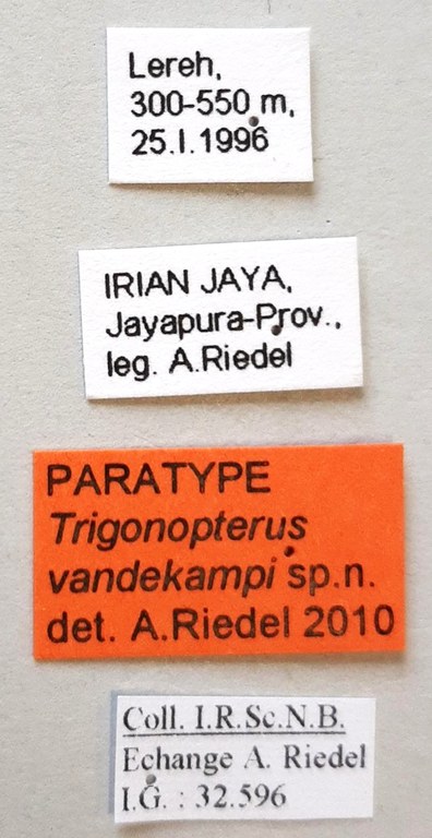 Trigonopterus vandekampi Pt labels