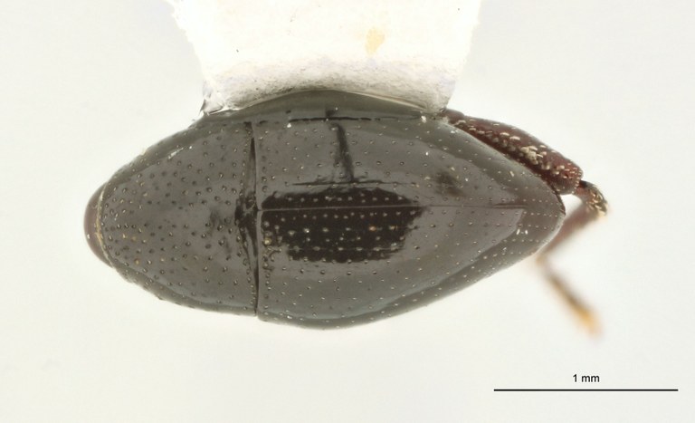 Trigonopterus vandekampi Pt D