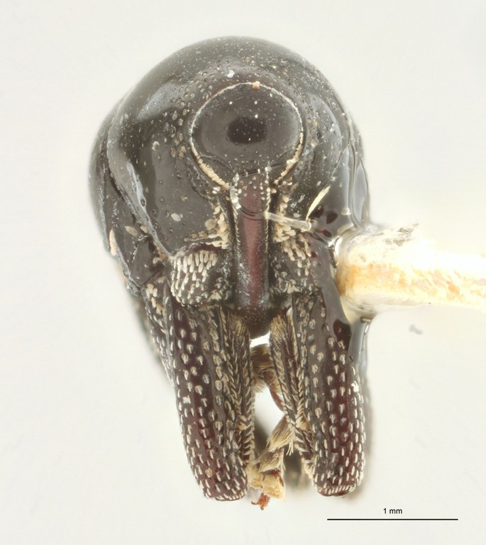 Thyestetha lubrica Pt F