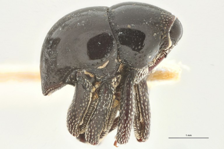 Thyestetha lubrica Pt L